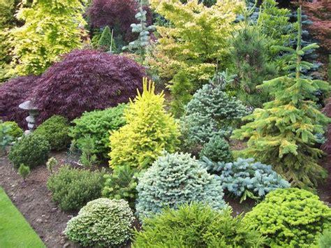 111 Best Conifer Gardens Images On Pinterest Evergreen Garden