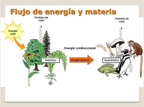 Flujo De La Materia Y Energía