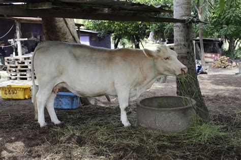 Currently there are four accreditation schemes available, skim akreditasi makmal malaysia (samm), scheme for the accreditation of certification bodies (acb), malaysia inspection bodies accreditation scheme (mibas), malaysia proficiency testing provider accreditation scheme (myptp). Mengenai NAIMbif - Jabatan Perkhidmatan Veterinar Negeri ...
