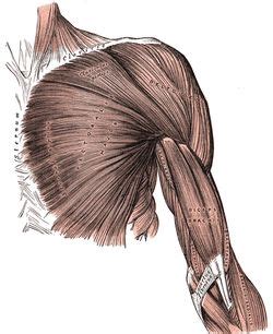 The Pectoralis Major From Latin Pectus Breast Is A Thick Fan