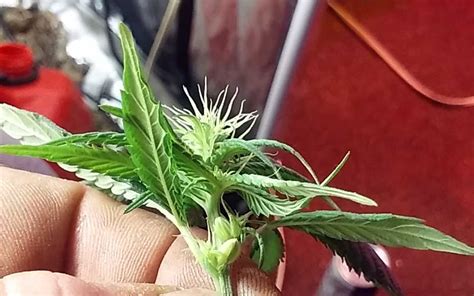 Growing weed can be both challenging and very easy depending on the strain and your experience. 7 Common Problems in the Marijuana Flowering Stage That ...