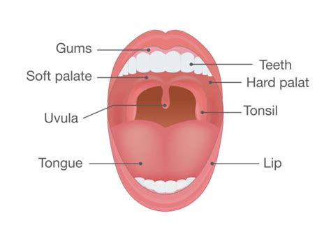 Normal Tonsils Clip Art Illustrations Royalty Free Vector Graphics