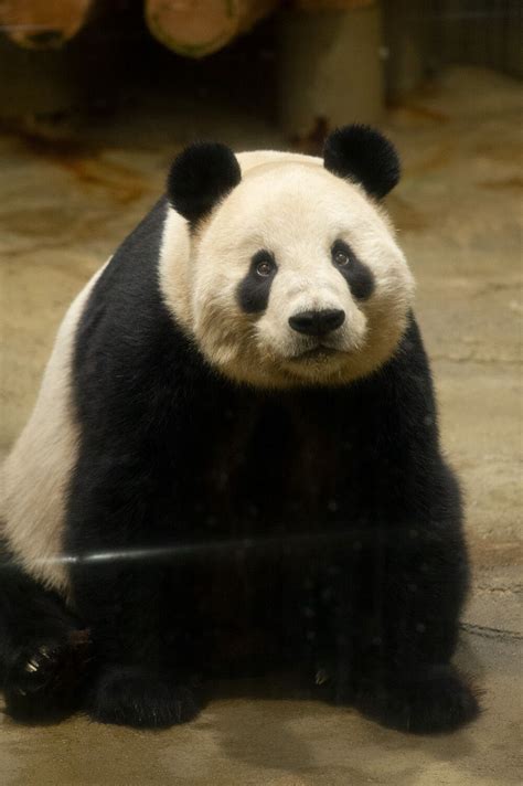Sf・ファンタジー / アクション・アドベンチャー / ギャグ・コメディ / 格闘技. 「Panda Ueno zoo」おしゃれまとめの人気アイデア｜Pinterest ｜alainkelly