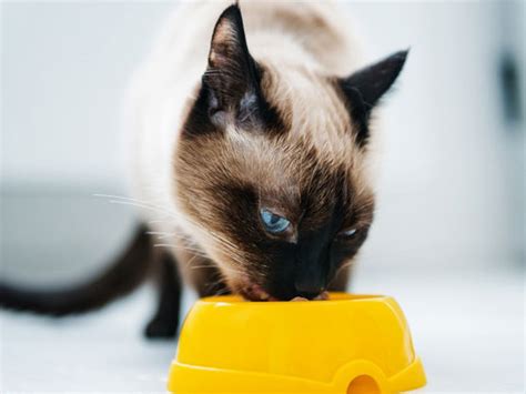 On the price side, purina one is quite affordable. Foods for Cats with Chronic Diarrhea | petMD