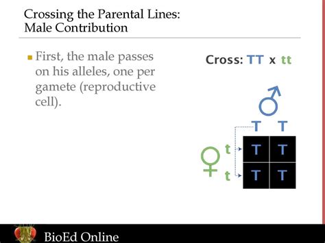 By Lisa Marie Meffert Phd Ppt Download