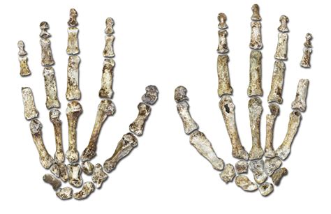 It also exhibits a humanlike foot and lower limb. Homo Naledi - évolution de l'homme