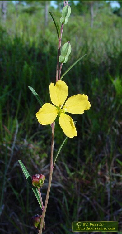 See more ideas about florida plants, plants, florida. Yellow Florida Wildflowers, Page 3 of 3