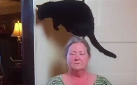 Operant Conditioning Explains Why This Cat Jumps At The Same Spot All