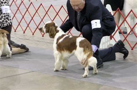 Fairwinds Welsh Springer Spaniels - Index