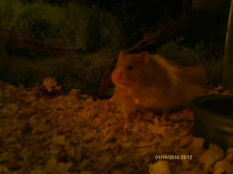 Are Hamsters Nocturnal Hamsters 101