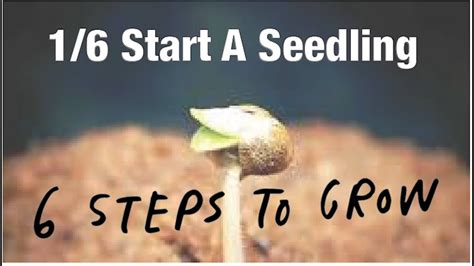 Grow A Pot Plant Step 1 Germinating A Cannabis Seed With Dynasty