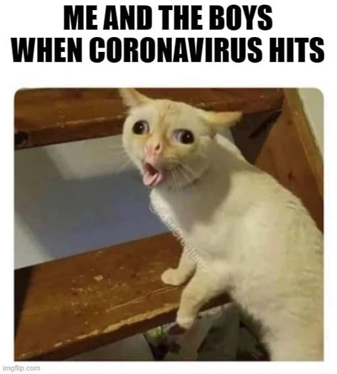 Need Cheering Up These Coughing Cat Memes Will Make Your Day Film Daily
