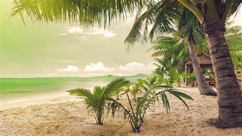 Download 1920x1080 Tropical Beach Palm Trees Wallpapers For Widescreen