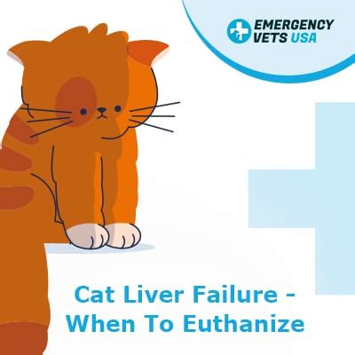 Kidney disease in cats when to euthanize? Cat Liver Failure, What You Need To Know And When To Euthanize