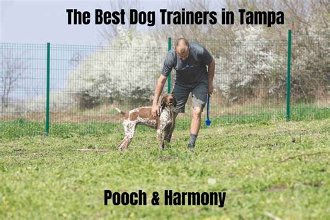 Outstanding Dog Trainers in Tampa - Pooch & Harmony