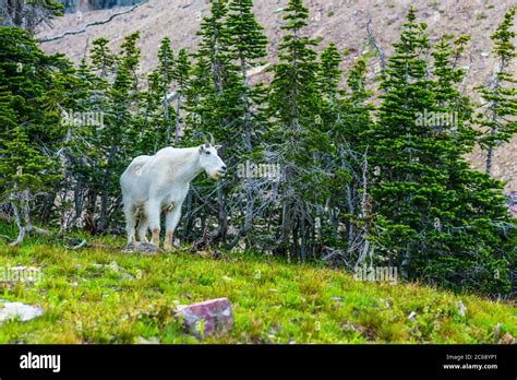 A Wild Mountain Goat In Glacier National Park Montana Stock Photo Alamy