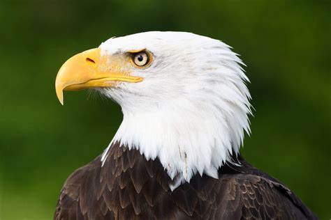 10 Amazing Animals That Live In Us National Parks Travel And Aviation