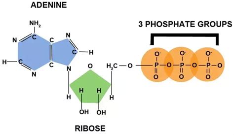 Atp = adenosine triphosphate this has three phosphate molecules attached: What are the differences between ATP and ADP? - Quora