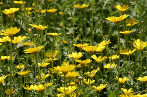 Field Of Daisies Free Stock Photo Public Domain Pictures