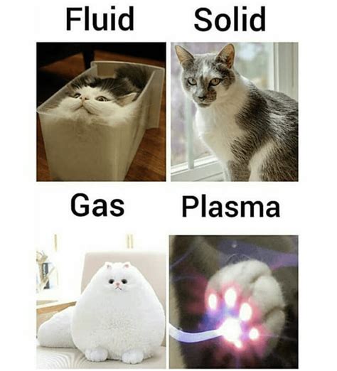 Funniest Liquid Cat Memes Quench Your Feline Thirst