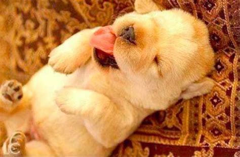 About 0% of these are pet collars & leashes, 2% are pet apparel a wide variety of dog fat options are available to you, such as material, feature, and style. Crazy Small Fat Puppies - Funny Cute Dog and Cat Photo - HoliCoffee