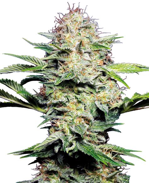 Autoflowering Cannabis Seeds Sensi Seeds Uk