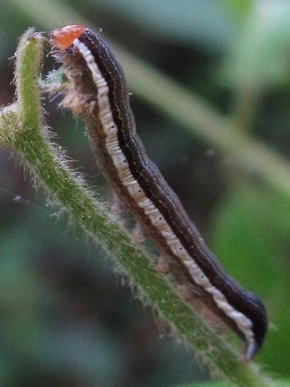 Caterpillars come in many sizes and colors. Black/brown caterpillar, white stripe, orange head ...