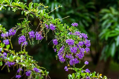 Fall In Love With The Blue Blooms Of The Duranta Plant With Images