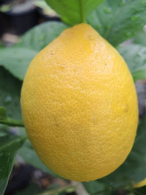 Buy Lemon Tree Online Store Tomorrows Harvest