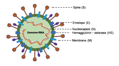 Novel Coronavirus Scholar