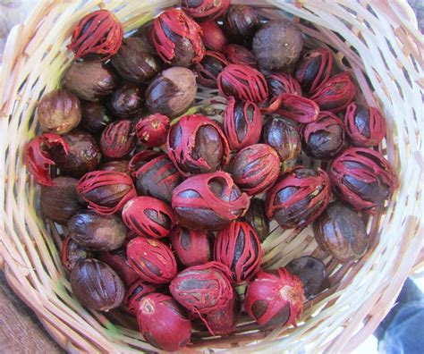 Nutmeg Island | The nutmeg, the iconic product of Grenada, w… | Flickr