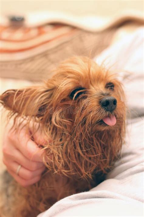 A Wet Yorkshire Terrier With Its Tongue Hanging Out Is Sitting Next To The Owner A Human Hand