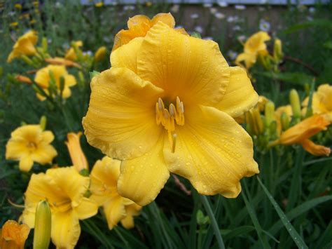 Stella d`oro to tradycyjny drewniany dom położony z dala od zgiełku krupówek, jednak tuż przy wejściu do. Stella D'Oro Daylily- most of these are coming on strong ...