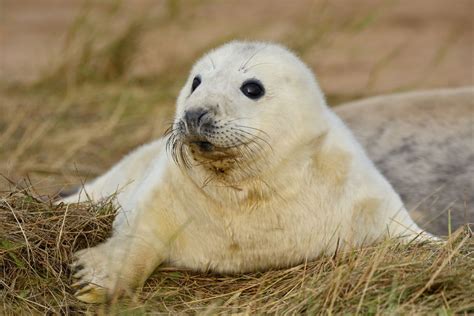 A Record Number Of Grey Seal Pups Have Been Born This Year On The North