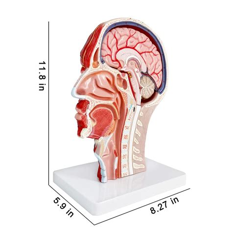 Buy Human Half Head Superficial Neurovascular Musculature Model With