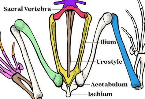 Frog Skeleton An Overview With Diagrams Mr Amphibian