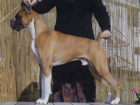 Julie Wilmore--Olympic Boxers Toledo Ohio - Puppies For Sale