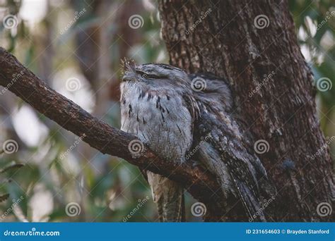 A Pair Of Tawny Frogmouth Birds Huddled Together On A Branch Of A Tree