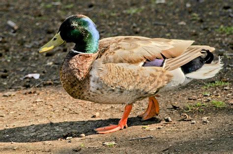 Male Mallard Duck Free Stock Photo Public Domain Pictures