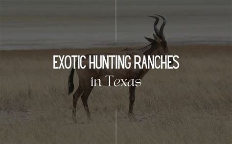 10 Best Exotic Hunting Ranches In Texas That You Must Visit In 2023