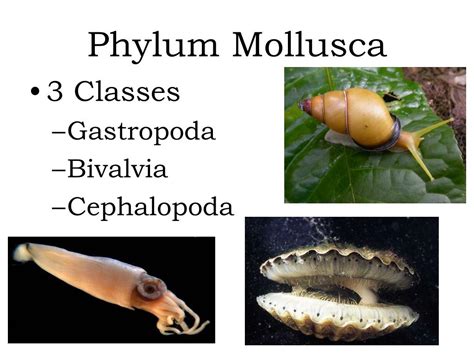 Ppt Phylum Mollusca Powerpoint Presentation Free Download Id3290366