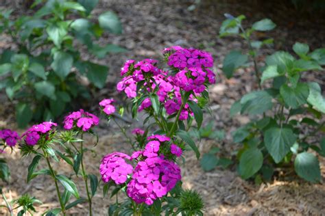 Garden Drama With Amazon Dianthus Ufifas Extension Escambia County