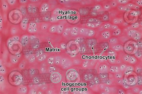 Mammal Trachea Transverse Section 125x Hyaline Cartilage