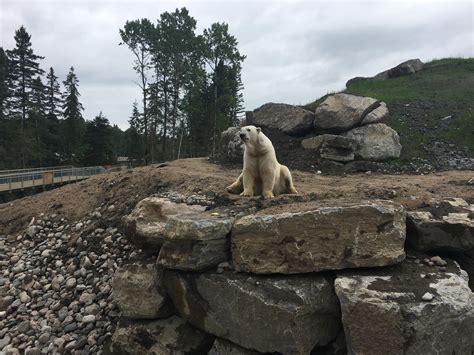 Un Environnement Plus Vaste Pour Les Ours Polaires De Saint Félicien