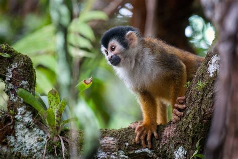 Central American Squirrel Monkey Sean Crane Photography