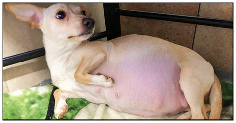 Foster Mom Worried About Chihuahuas Big Belly Then Wakes Up To Record