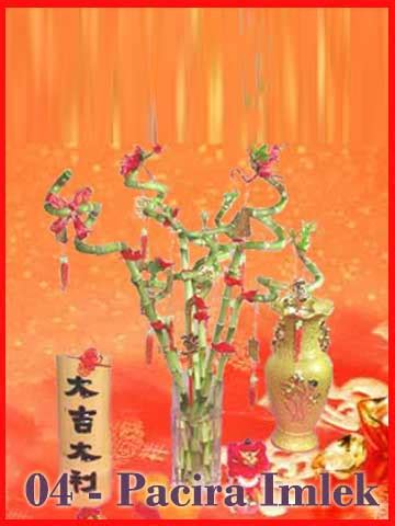 Banyak yg sebut bunga imlek sebagai bunga sakura, ini adalah kesalahan besar. Parcel Buah dan Pohon Jeruk Imlek by www.TokoBungaHias,com