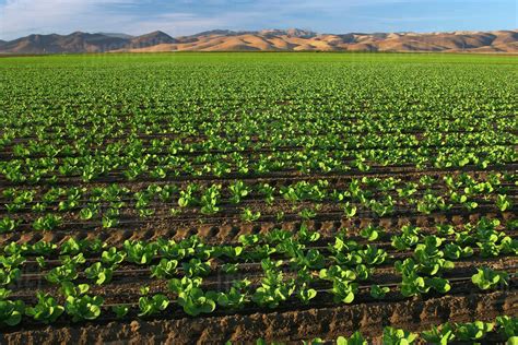 Agriculture Field Of Early Growth Romaine Lettuce In Late Afternoon