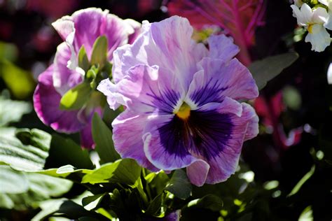 Free Images Blossom Purple Petal Botany Garden Flora Wildflower