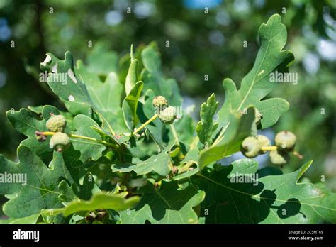 Baby Oak Tree Hi Res Stock Photography And Images Alamy